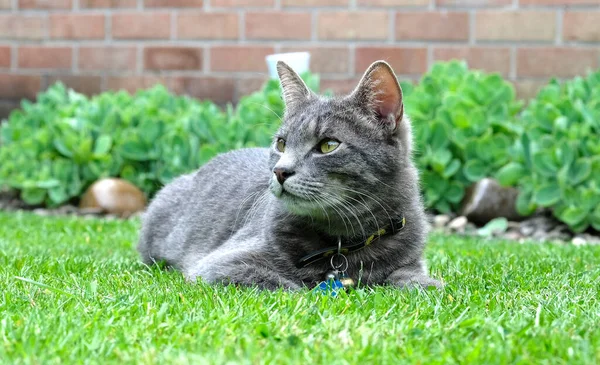 Jong Grijs Tabby Kat Zitten Een Gazon — Stockfoto