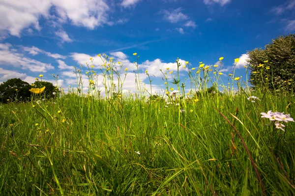 Long Grass Buttercups Summer Meadow — Stock Photo, Image