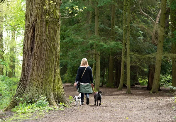 Mulher Loira Andando Dois Cães Floresta — Fotografia de Stock