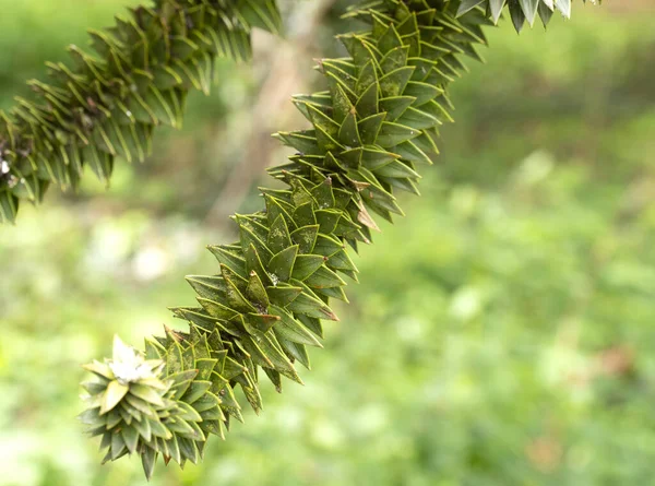 Branch Monkey Puzzle Tree — Stock Photo, Image