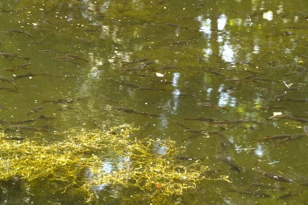 Poissons Dans Étang Eau Douce Peu Profonde — Photo