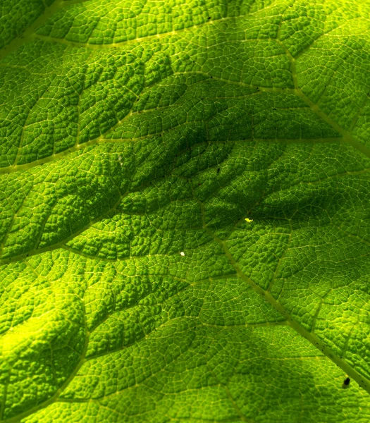 Large Congé Vert Gros Plan — Photo