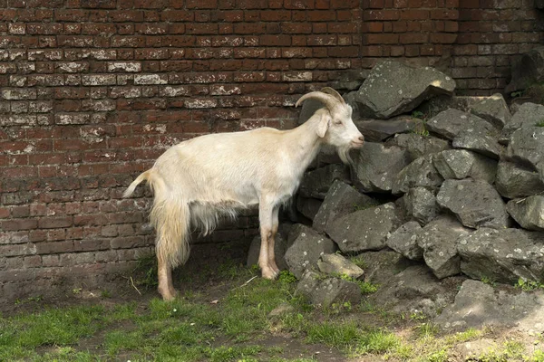 Ausgewachsene Ziege Zoo — Stockfoto