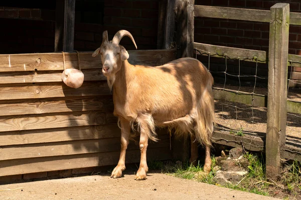 Dorosła Koza Zoo — Zdjęcie stockowe