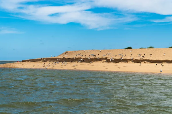 Aves Marinas Anidando Banco Arena — Foto de Stock