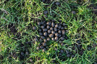 A small pile of round animal droppings clipart