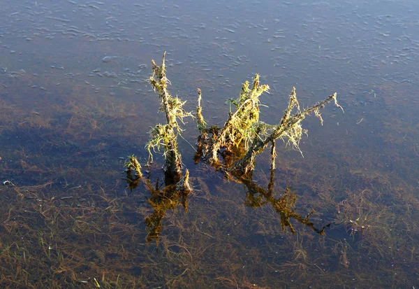 Vegetatie Bevroren Overstromingswater — Stockfoto