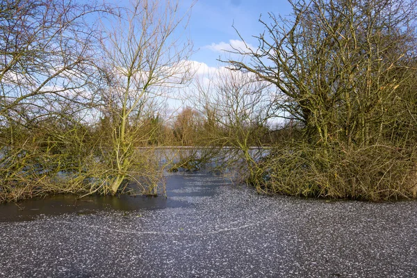 Vegetação Água Inundação Congelada — Fotografia de Stock