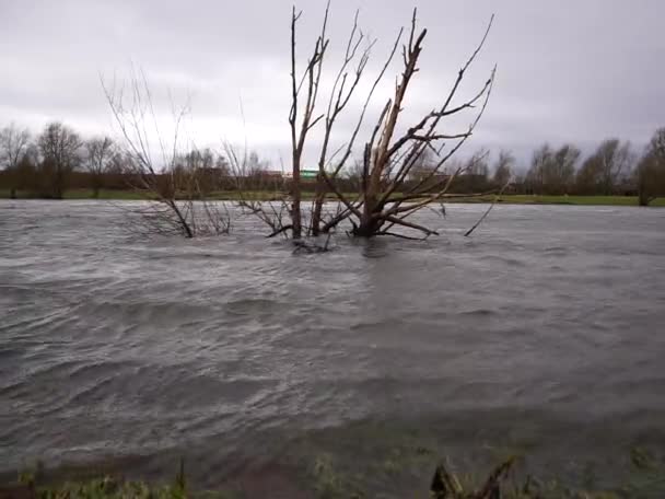 Dead Tree Flooded River — Stock Video