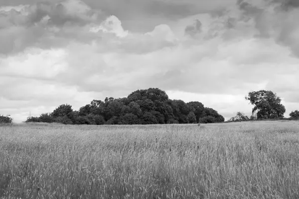 Zwart Wit Gras Veld Scène — Stockfoto