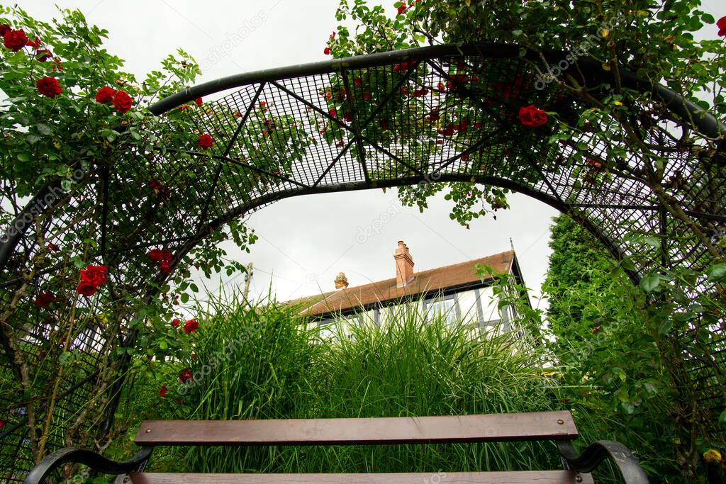 Climbing red rose on an arched trellis