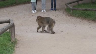 Yalnız bir Barbar Macaque bir yolda yavaşça ilerliyor.