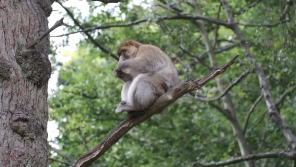 Solitar Barbary Macaque Stând Într Copac — Videoclip de stoc
