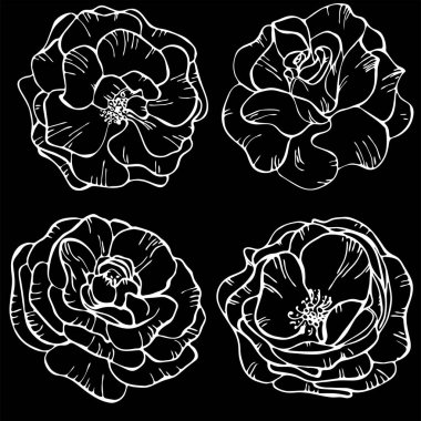 Siyah arka planda gül çiçekleri. Çiçek deseni. Vektör çizimi. Davetiye için mükemmel, tebrik kartı, moda baskısı, afiş, tekstil için poster, moda tasarımı.