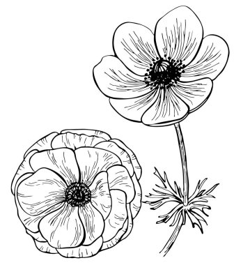 Beyaz arka planda el yapımı şakayık çiçeği. Bir takım elementler. Vektör çizimi. Davetiye, tebrik kartı, moda baskısı, afiş, tekstil, tasarım, boyama kitabı için mükemmel.