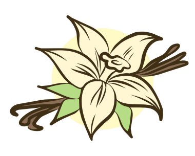 Beyaz arka planda izole edilmiş vanilya çiçeği ve sopa. Vektör illüstrasyonu.