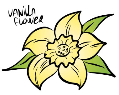 Vanilya çiçeği beyaz arka plan üzerinde izole. Vektör çizim.