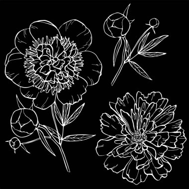 Siyah arka planda şakayık çiçekleri. Çiçek deseni. Vektör çizimi. Davetiye için mükemmel, tebrik kartı, moda baskısı, afiş, tekstil için poster, moda tasarımı.