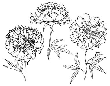 Beyaz arka planda elle çizilmiş şakayık çiçeği. Bir takım elementler. Vektör çizimi. Davetiye, tebrik kartı, moda baskısı, afiş, tekstil, tasarım, boyama kitabı için mükemmel.