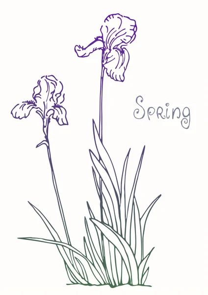 Iris Bloem Botanische Tekening Een Schets Realistisch Natuur Vector Geïsoleerd — Stockvector