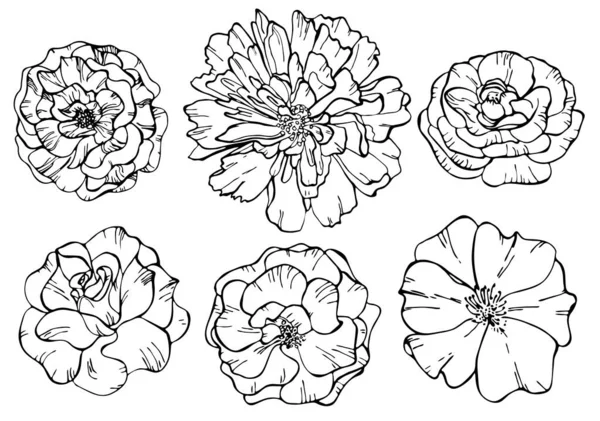 Set Van Omlijnde Bloemen Rozen Pioen Vector Illustraties Botanische Illustratie — Stockvector