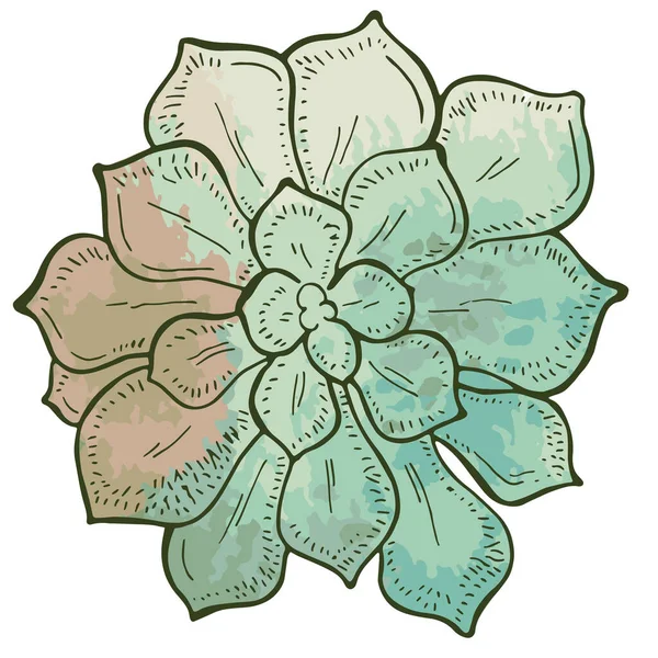 Succulento Disegnato Mano Sfondo Verde Acquerello Fiori Nel Deserto Illustrazione — Vettoriale Stock