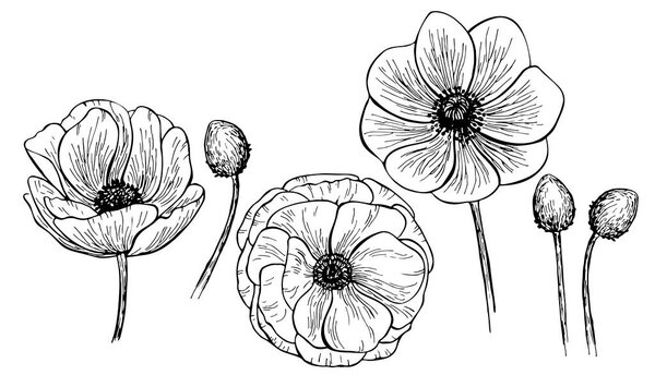 Hand drawn anemone flower isolated on white background. Set of elements. Vector illustration. Perfect for invitation, greeting card, fashion print, banner, poster for textiles, design, coloring book.