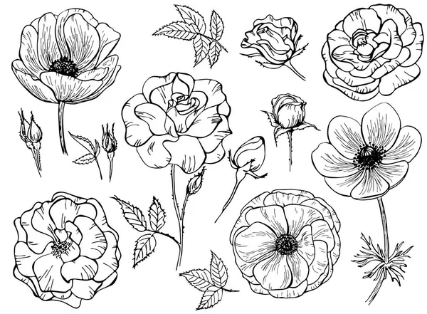 Fleurs Roses Dessinées Main Anémone Isolée Sur Fond Blanc Ensemble — Image vectorielle