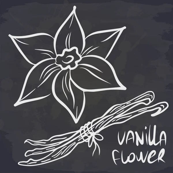 Fleur Vanille Bâton Sur Tableau Illustration Vectorielle — Image vectorielle