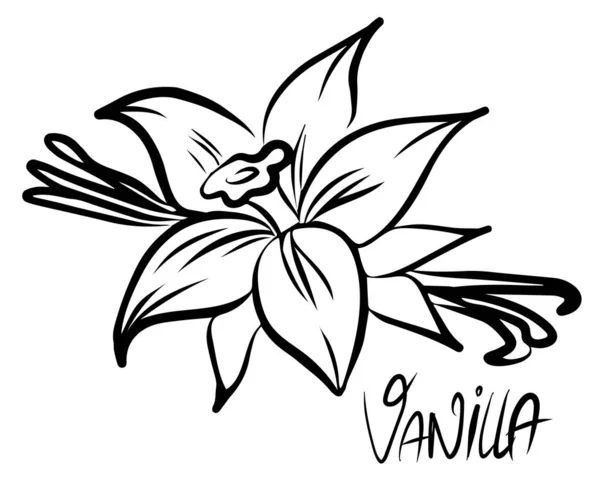 Fiore Vaniglia Bastone Isolato Sfondo Bianco Illustrazione Vettoriale — Vettoriale Stock