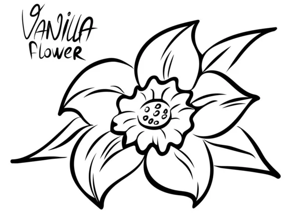 Fleur Vanille Isolée Sur Fond Blanc Illustration Vectorielle — Image vectorielle