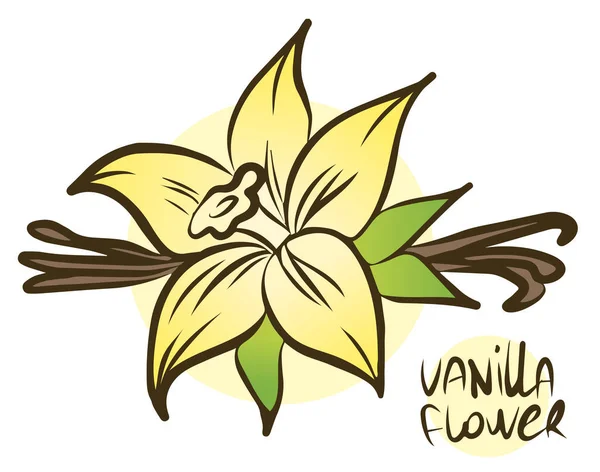 Vanilkové Květiny Držet Izolované Bílém Pozadí Vektorová Ilustrace — Stockový vektor
