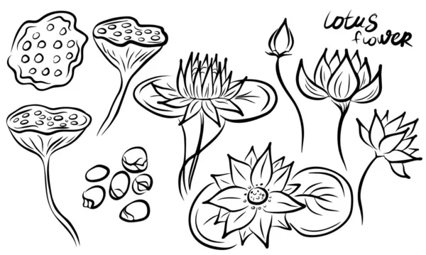 Ensemble Fleurs Lotus Isolées Sur Fond Blanc Illustration Vectorielle Élément — Image vectorielle