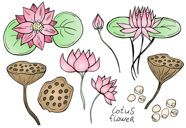 Conjunto Flores Lótus Sementes Lótus Isoladas Sobre Fundo Branco Ilustração — Vetor de Stock
