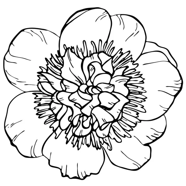 Fiore Peonia Disegnato Mano Isolato Sfondo Bianco Illustrazione Vettoriale Perfetto — Vettoriale Stock