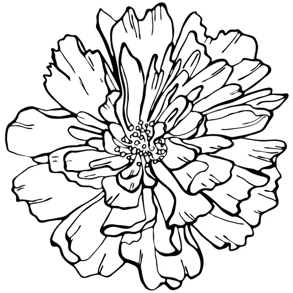 Ручной Рисунок Пиона Цветок Изолирован Белом Фоне Векторная Иллюстрация Перфект — стоковый вектор
