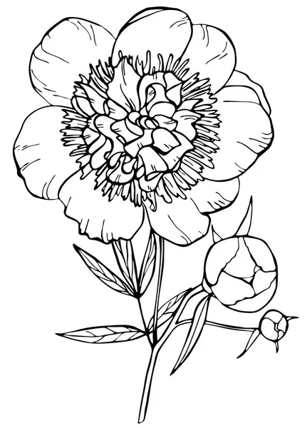 Fiore Peonia Disegnato Mano Isolato Sfondo Bianco Illustrazione Vettoriale Perfetto — Vettoriale Stock