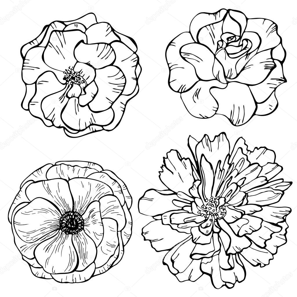 Set of outline flowers - roses, anemone, peony. Vector illustrations. Botanical illustration. Perfect for greeting card, postcard, wedding card, coloring book, fashion print, element for design.