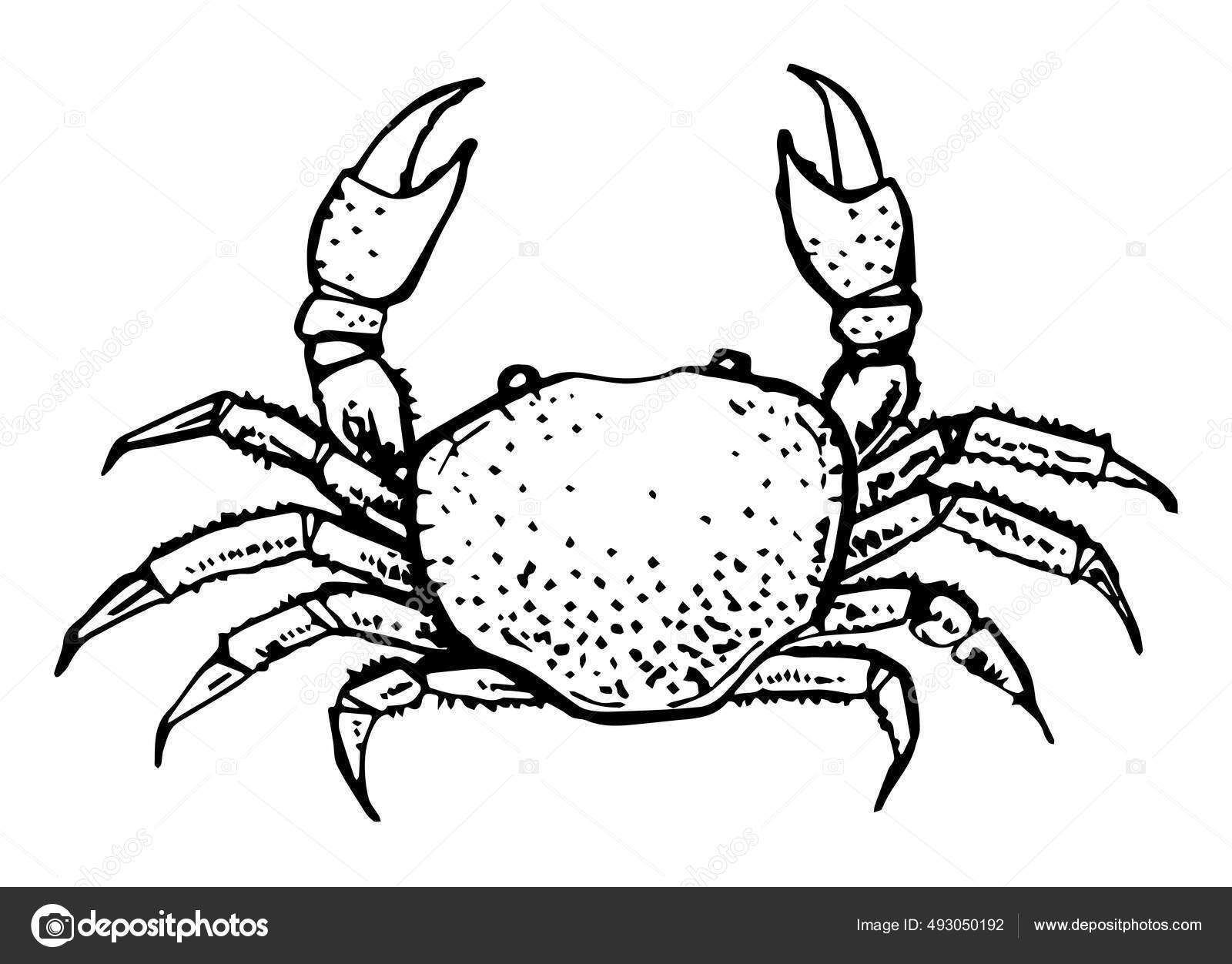 Vector Vintage Crab Drawing Hand Drawn Monochrome Seafood Illustration
