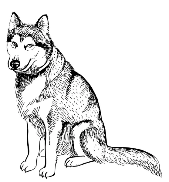 Husky Hond Geïsoleerd Witte Achtergrond Vector Monochrome Illustratie Perfect Voor — Stockvector