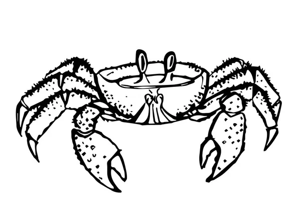 Vector Vintage Krab Tekening Met Hand Getekend Monochrome Zeevruchten Illustratie — Stockvector