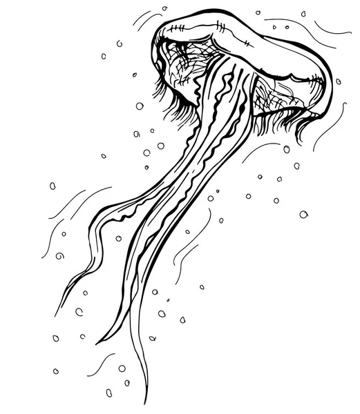 Ручной Векторный Набросок Медузы Винтажная Иллюстрация Линейном Стиле — стоковый вектор