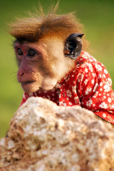 Pequeño mono en camisa —  Fotos de Stock