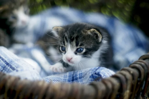 Little cute kitten in the basket — Stock Photo, Image