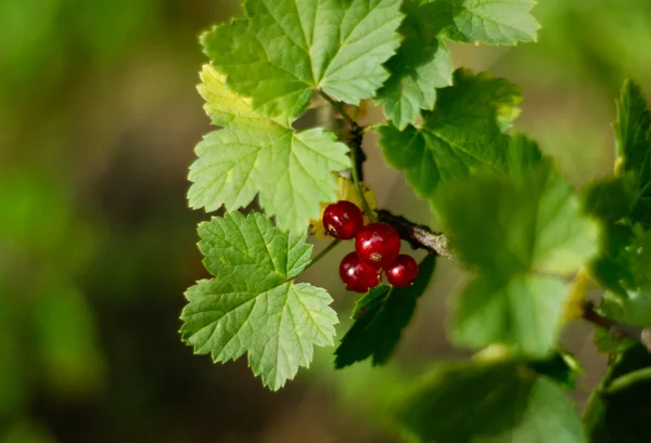 Berry kırmızı olgun kuş üzümü