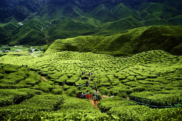 字段的茶叶种植园 — 图库照片