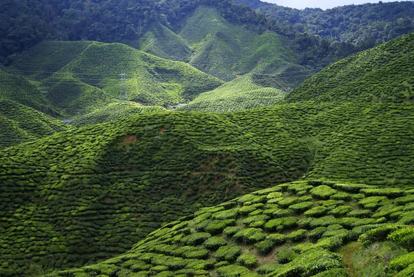 Plantações de chá verde Cameron Highlands na Malásia — Fotografia de Stock