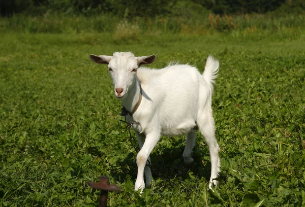 White goat grazing on green grass in the field — Stock Photo, Image