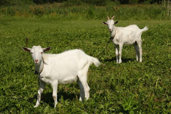 Deux chèvres blanches pâturant sur l'herbe verte dans le champ — Photo