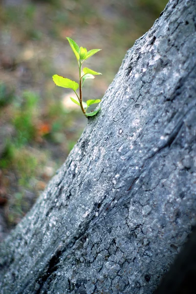 ahşap arka plan bulanık üzerinde çimlenme dal